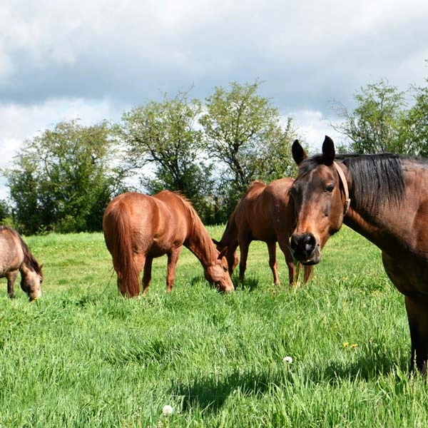 Pension pour chevaux à Sansac-de-Marmiesse, Cantal